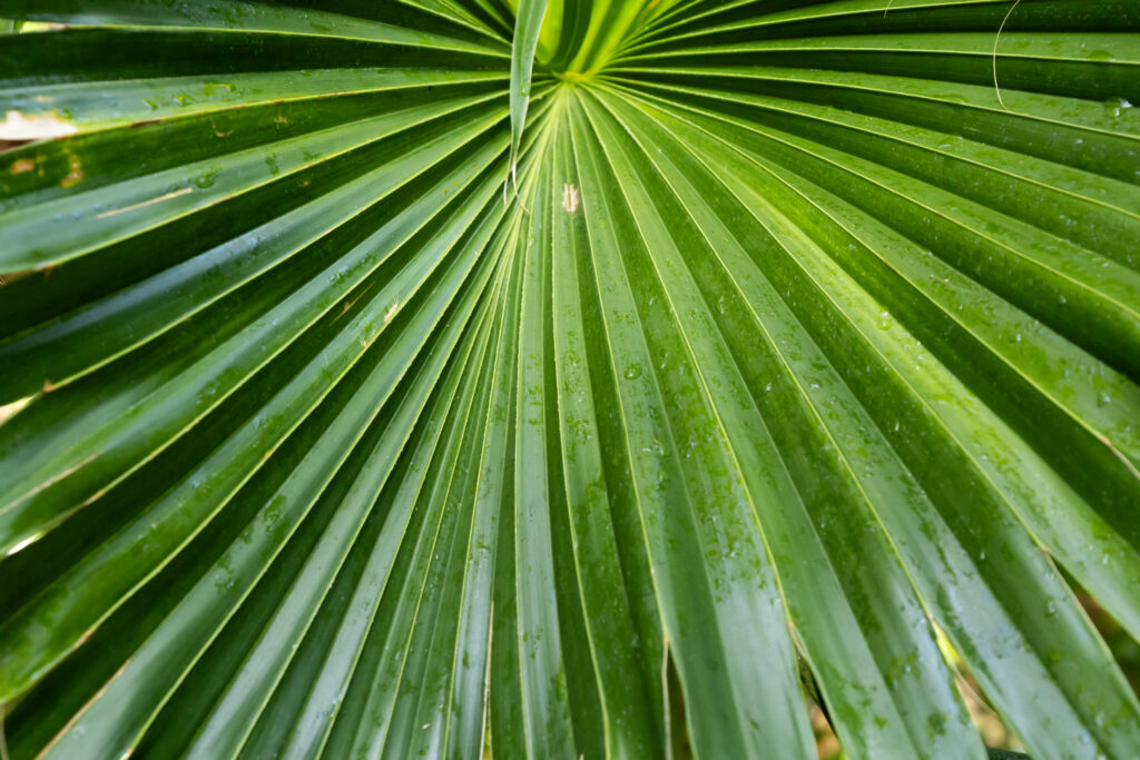 Macro Close-Up Wallpaper of Vibrant Green Leaf with Water Droplets