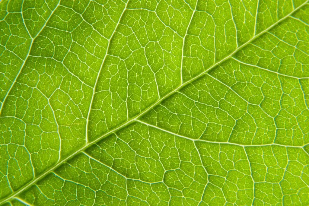 Vibrant Green Leaf Macro Wallpaper: Detailed Veins & Texture