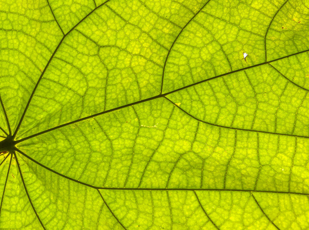 Vibrant Green Leaf Macro Wallpaper: Stunning Plant-Inspired Background