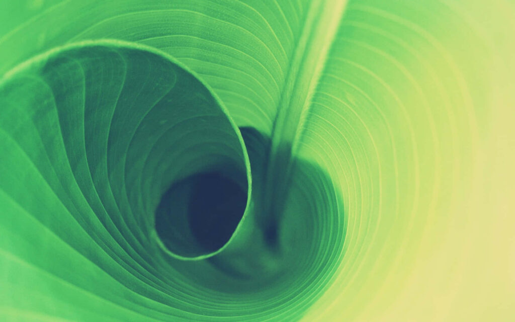 Vibrant Green Leaf Spiral Wallpaper - Calming Natural Aesthetic