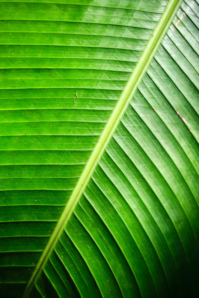 Vibrant Green Leaf Wallpaper: Detailed Veins & Soothing Shadows