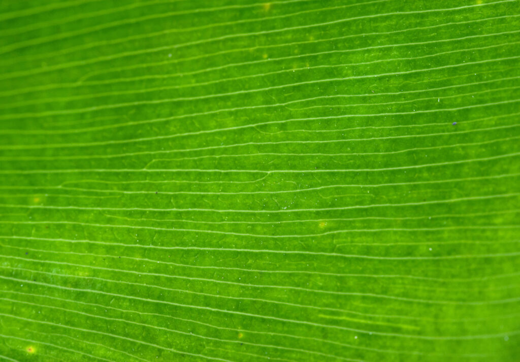 Vibrant Green Leaf Texture: Organic Wallpaper Background Design