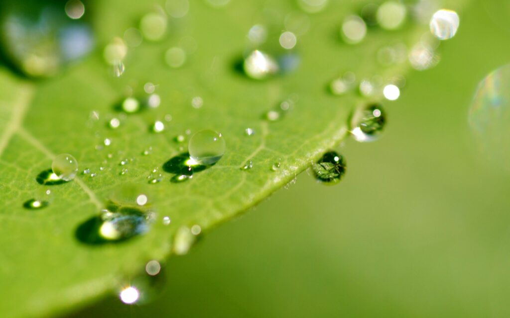 Vibrant Green Leaf Wallpaper with Dewdrops - Refreshing Background