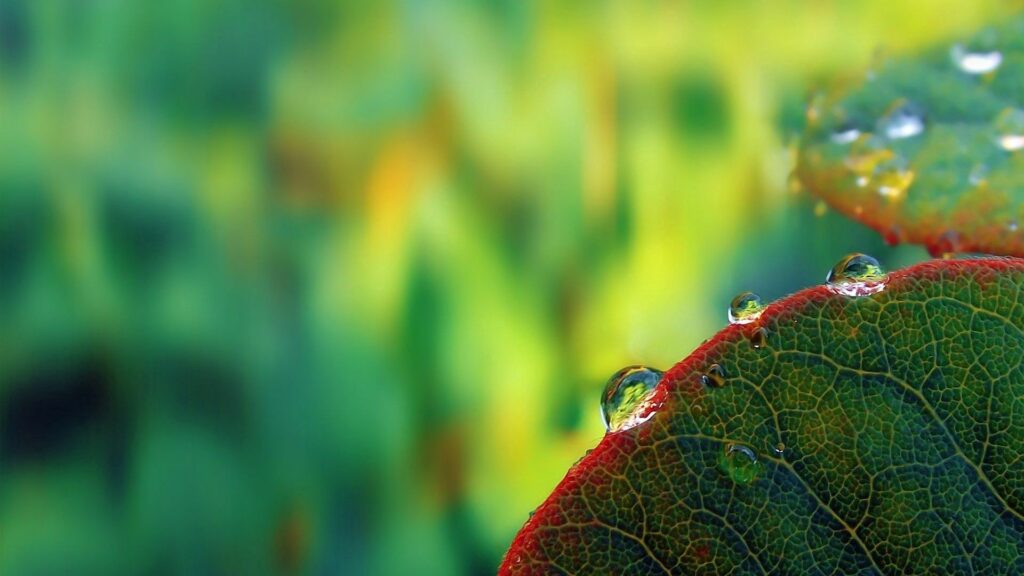 Vibrant Green Leaf Wallpaper with Dew Drops on Blurred Background
