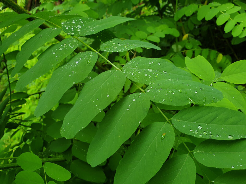 Macro Green Leaf Wallpaper: Fresh Drops on Lush Background