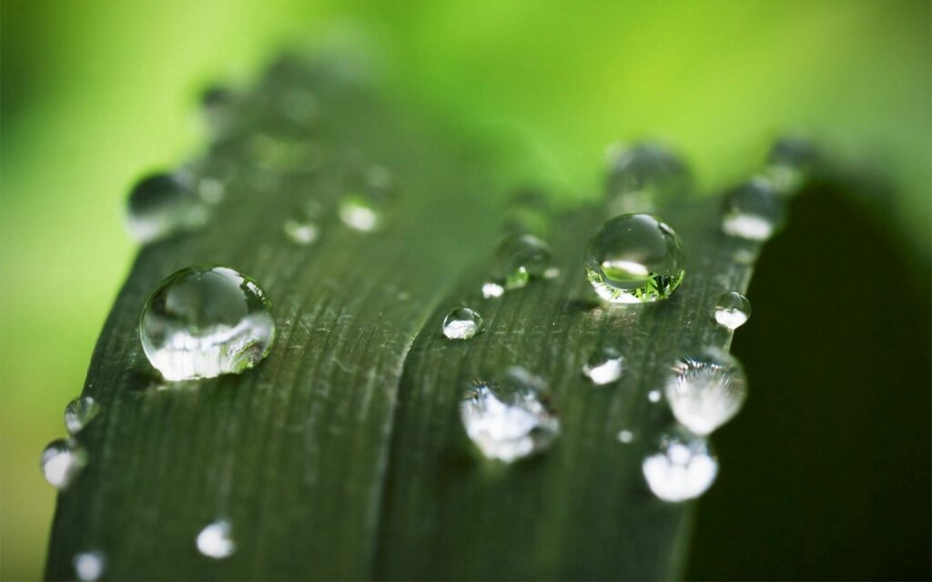 Vibrant Green Wallpaper: Close-Up Leaf with Dew Drops Background