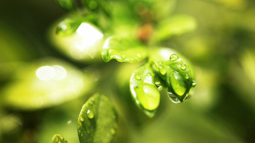 Vibrant Green Leaves Wallpaper with Dewdrops – Serene Nature Background