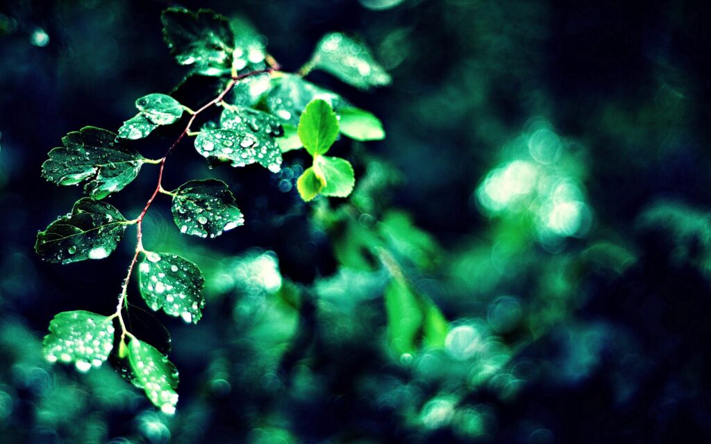 Vibrant Green Leaves Wallpaper with Dewdrops & Soft Light