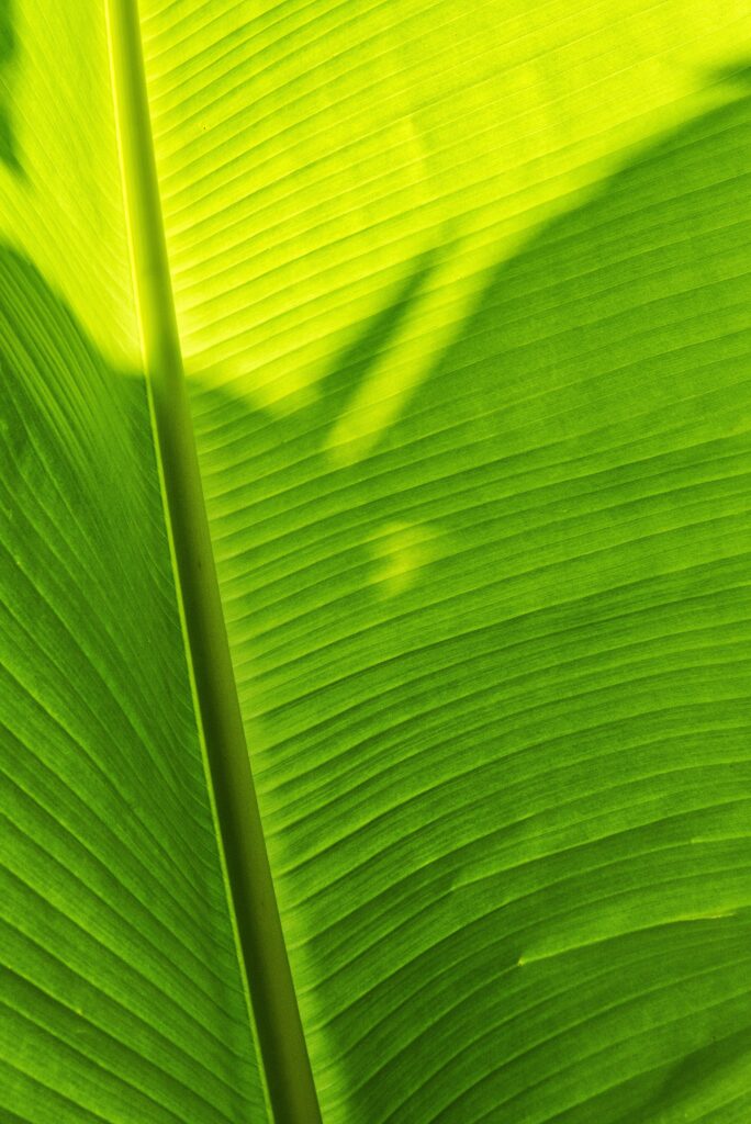 Vibrant Green Leaf Wallpaper: Intricate Texture & Soft Shadows