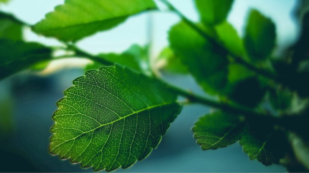 Intricate Green Leaf Wallpaper: Close-Up of Nature's Beauty