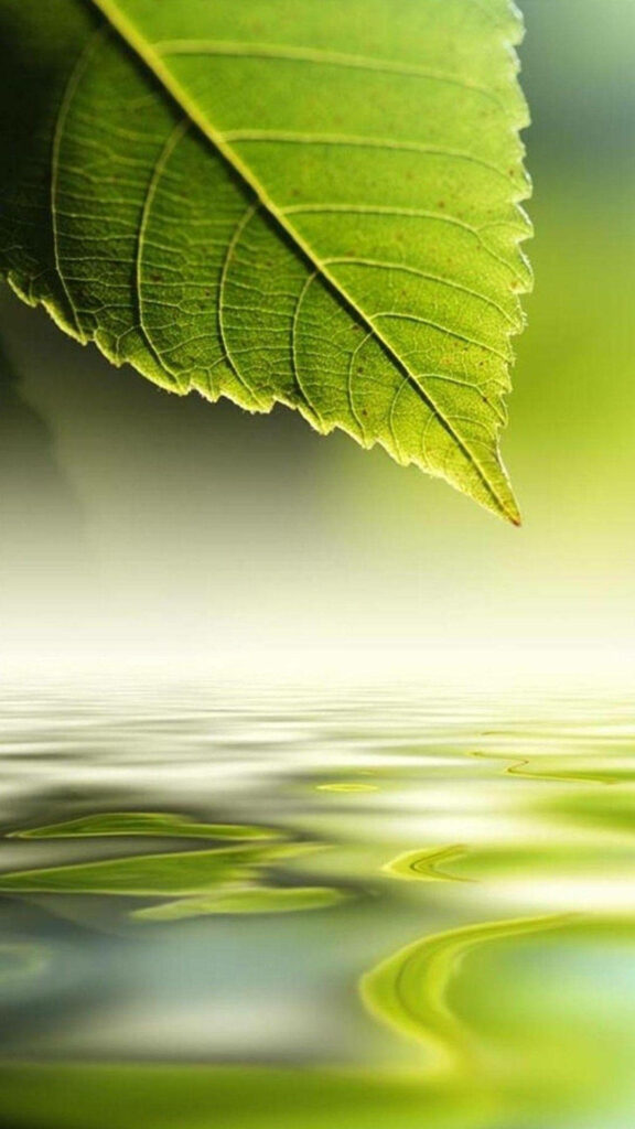 Vibrant Green Leaf Wallpaper: Serene Nature Background for Tranquility