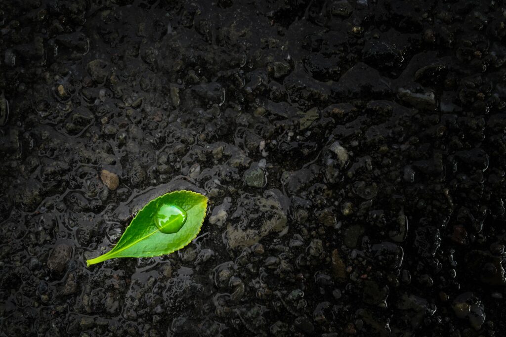 Close-Up Wallpaper: Vibrant Green Leaf & Water Droplet on Black Stones