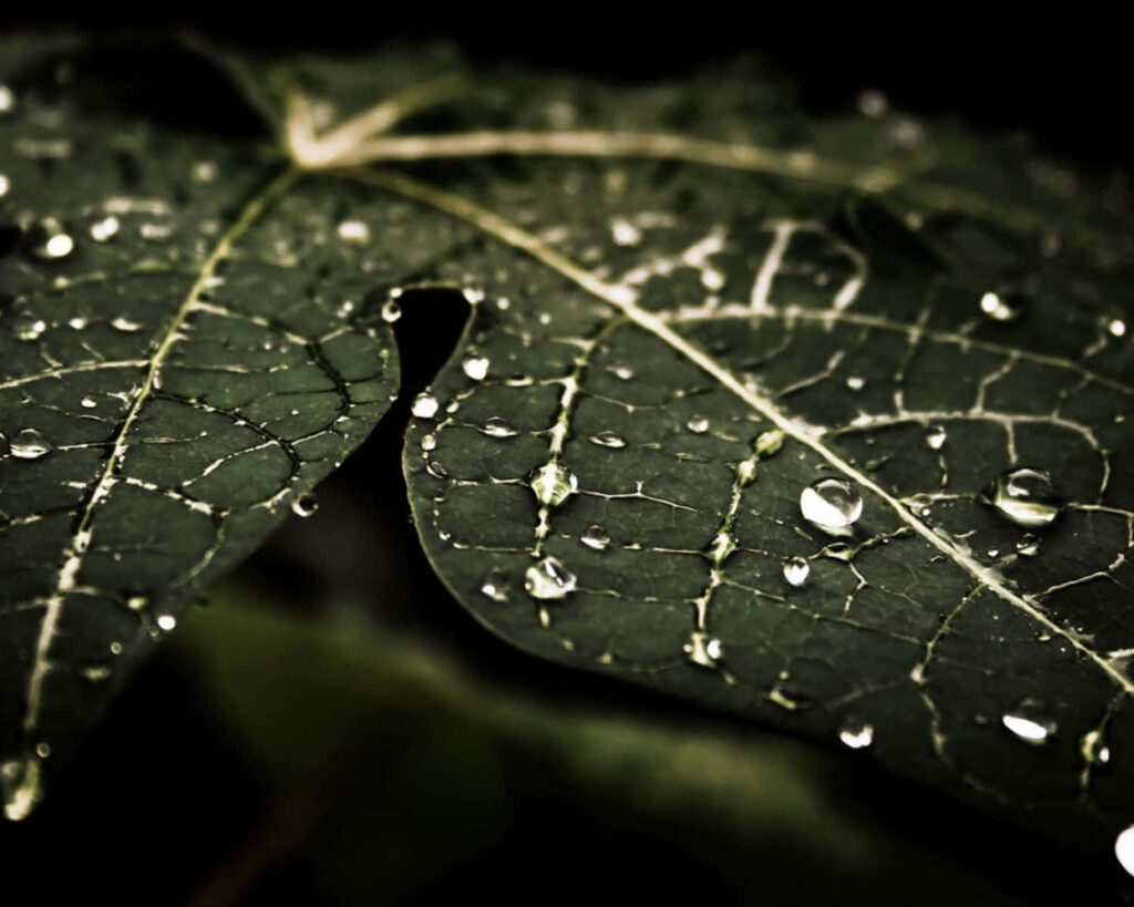 Close-Up Green Leaf with Water Droplets on Dark Background Wallpaper