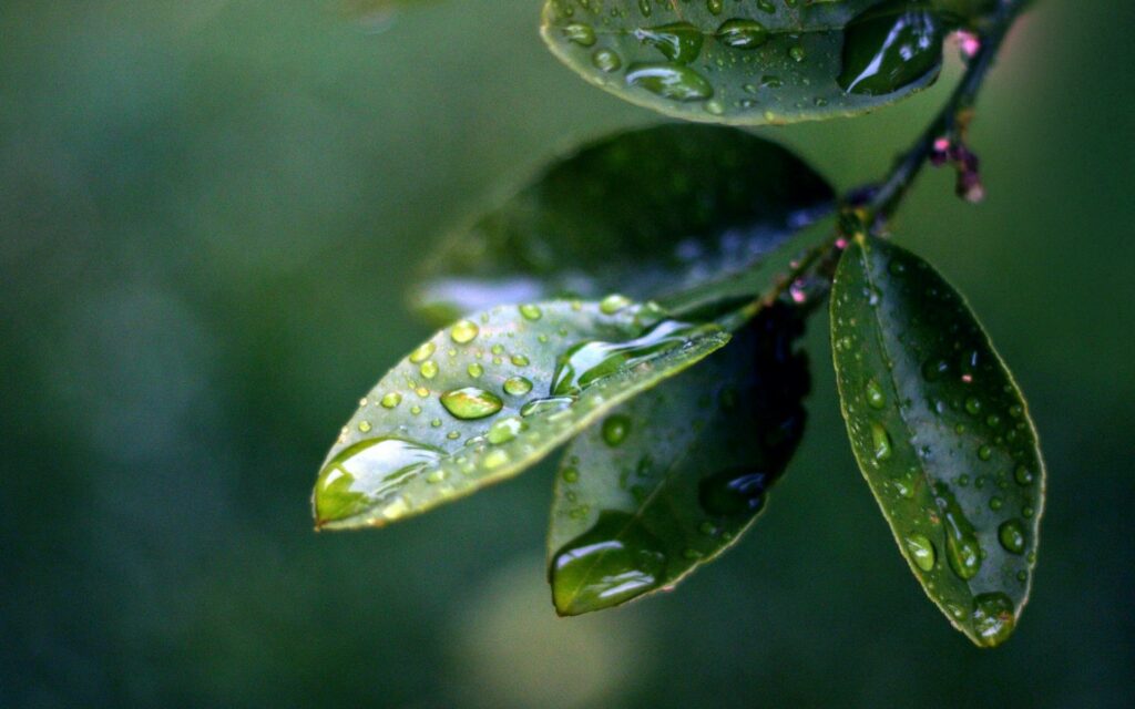 Vibrant Green Leaf Close-Up Wallpaper with Water Drops