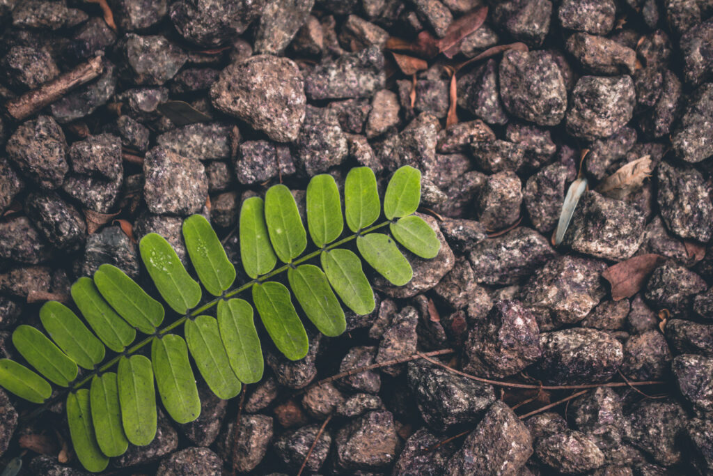 Close-up vibrant green leaf on textured stone surface showing natural contrast and calm nature Wallpaper