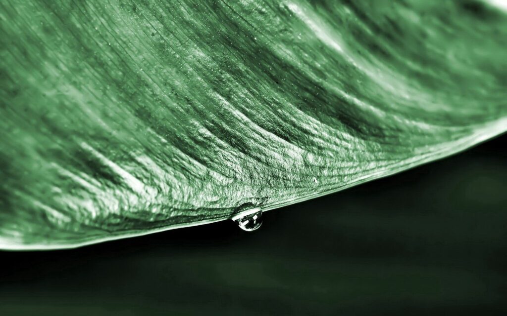 Close-Up of Dewy Green Leaf - Natural Beauty Wallpaper Background