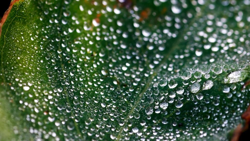 Vibrant Green Leaf with Dew Drops - Stunning Wallpaper Background