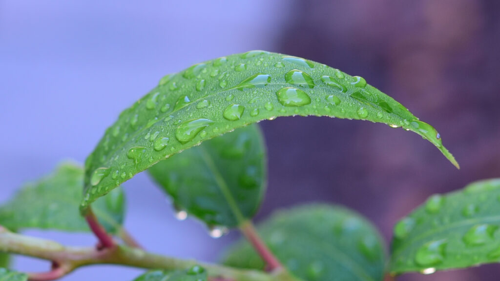 Vibrant Green Leaf with Raindrops - Macro Nature Wallpaper Background