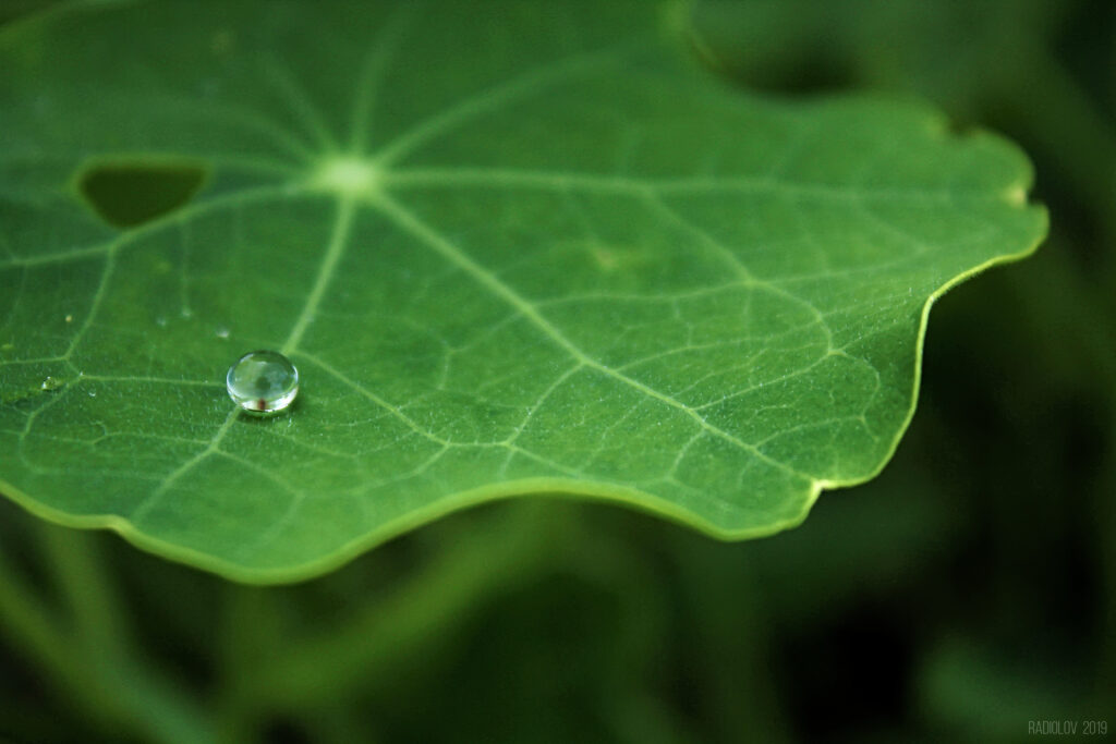 Vibrant Green Leaf with Water Drop - Macro Wallpaper Background