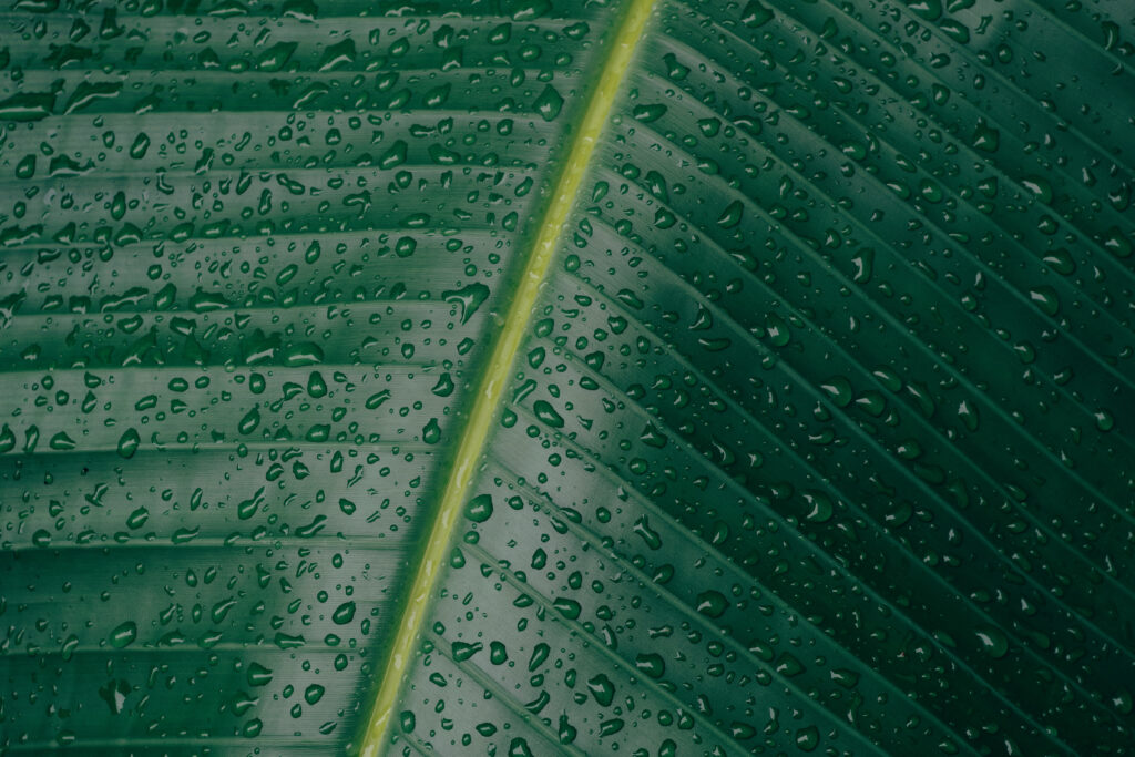 Vibrant Green Leaf with Water Droplets - Nature Wallpaper Background