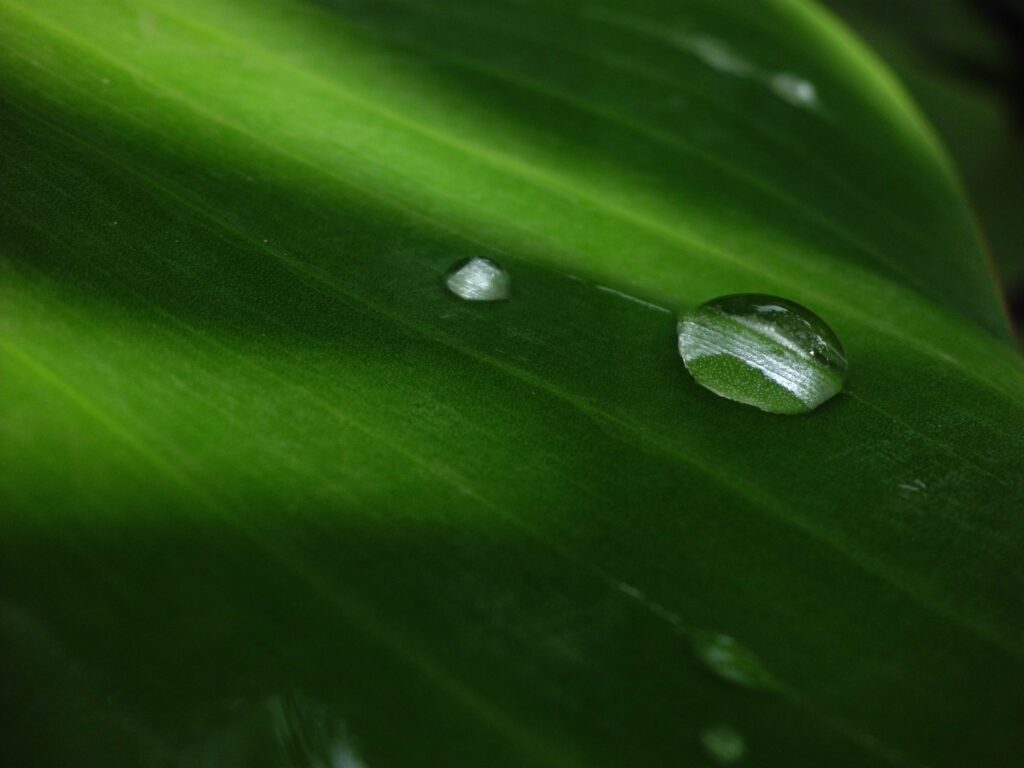 Vibrant Green Leaf with Water Droplets - Nature Wallpaper Background