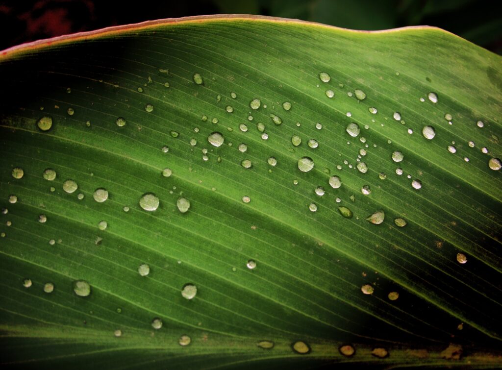 Vibrant Green Leaf with Water Droplets - Nature Wallpaper Background