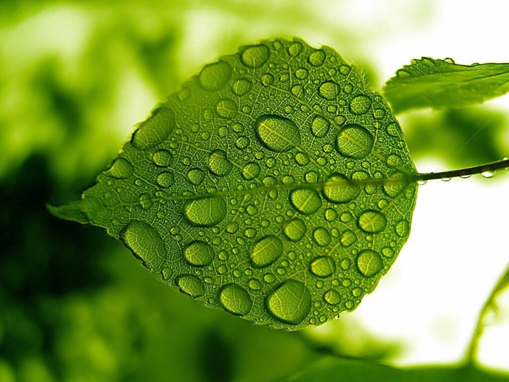 Vibrant Green Leaf with Water Droplets - Nature Wallpaper Background