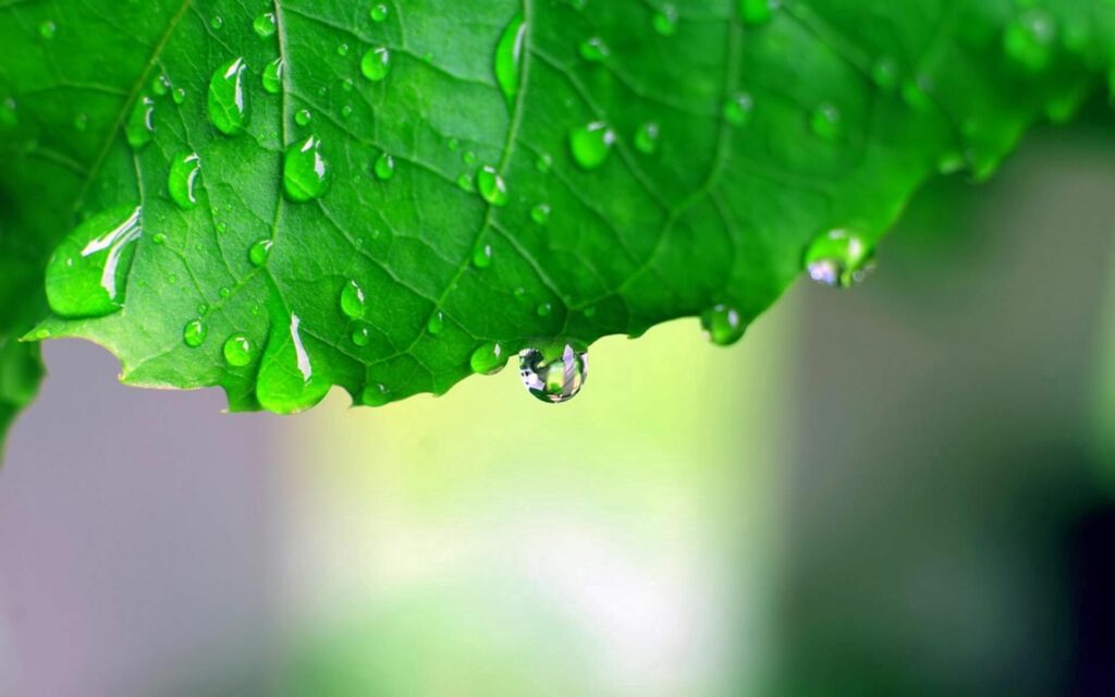Stunning Green Leaf with Water Droplets - Nature Wallpaper Background