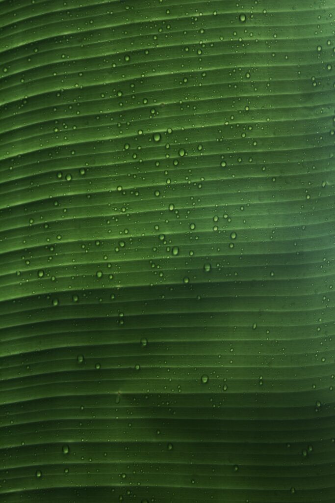 Macro Green Leaf with Water Droplets: Nature's Fresh Wallpaper