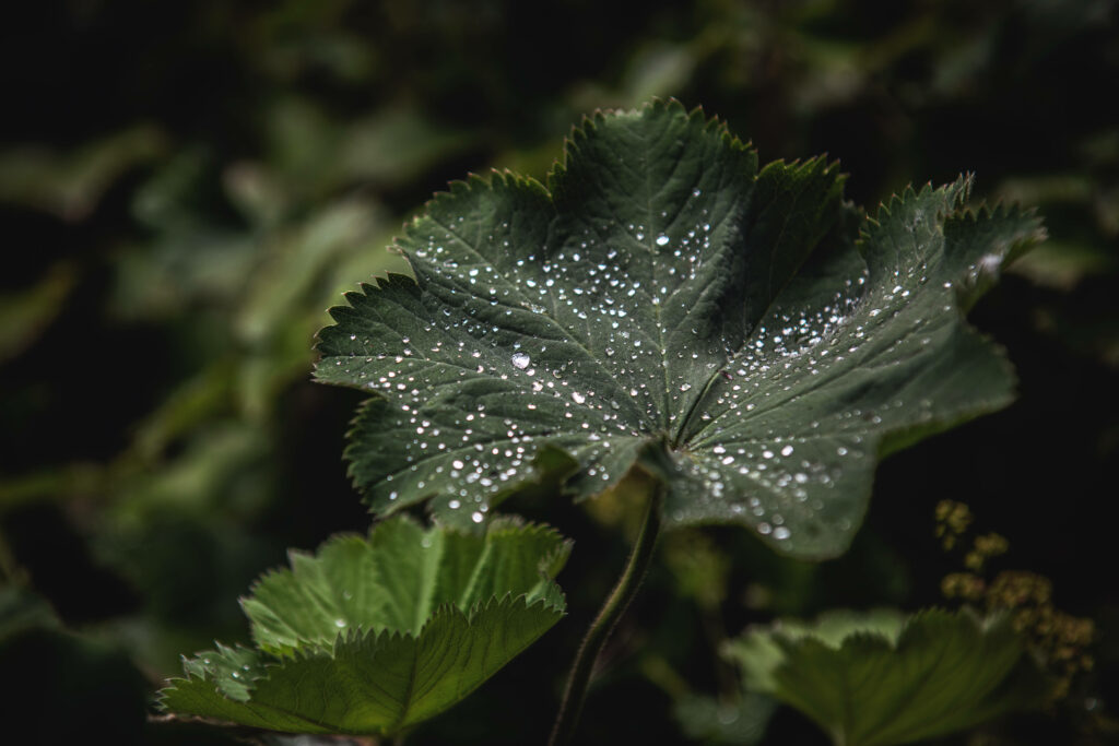 Serene Green Leaf with Water Droplets - Nature Wallpaper Background