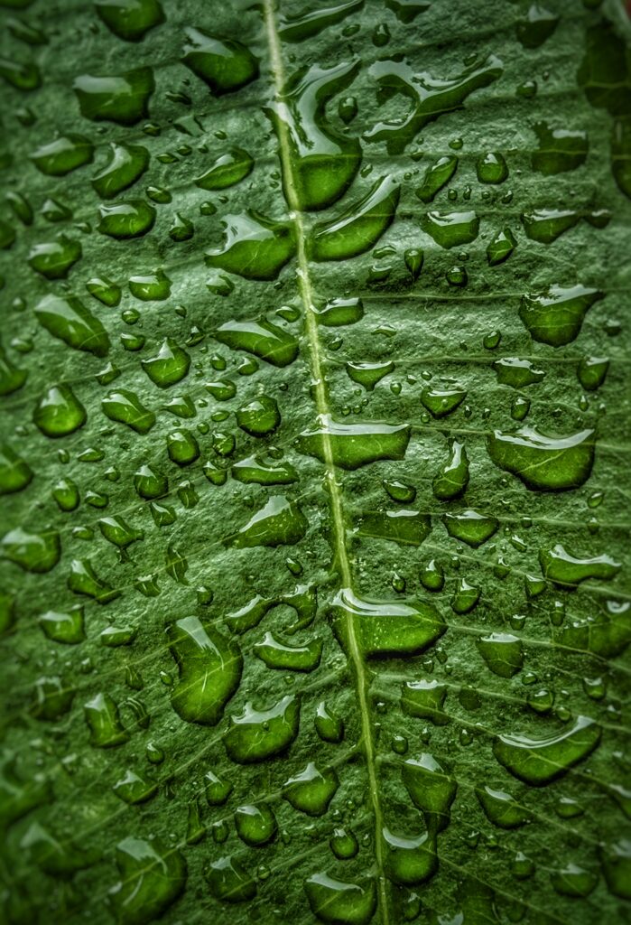 Vibrant Green Leaf Macro with Dew Drops - Nature Wallpaper Background