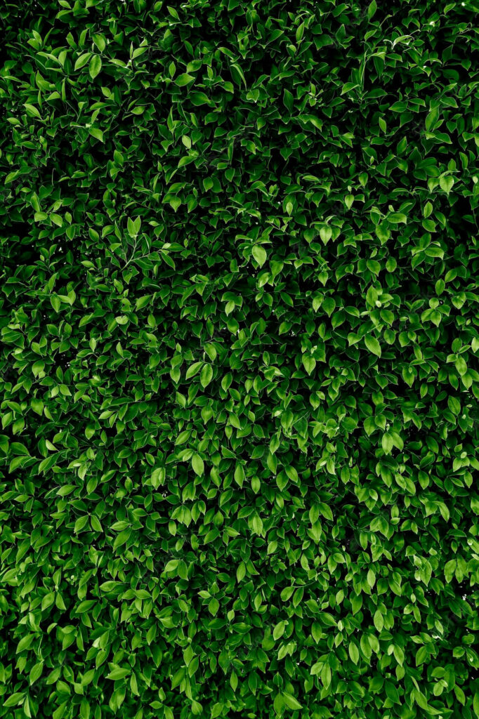 Vibrant Green Leafy Wallpaper: Lush Natural Texture Background
