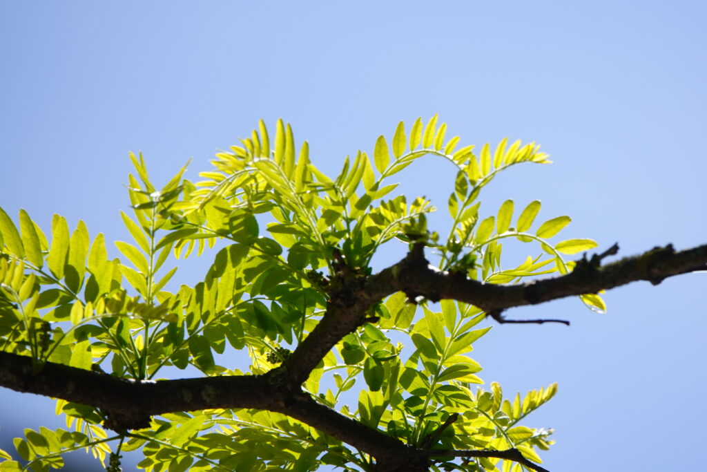Vibrant Green Leaves on Tree Branch - Sunlit Wallpaper Background