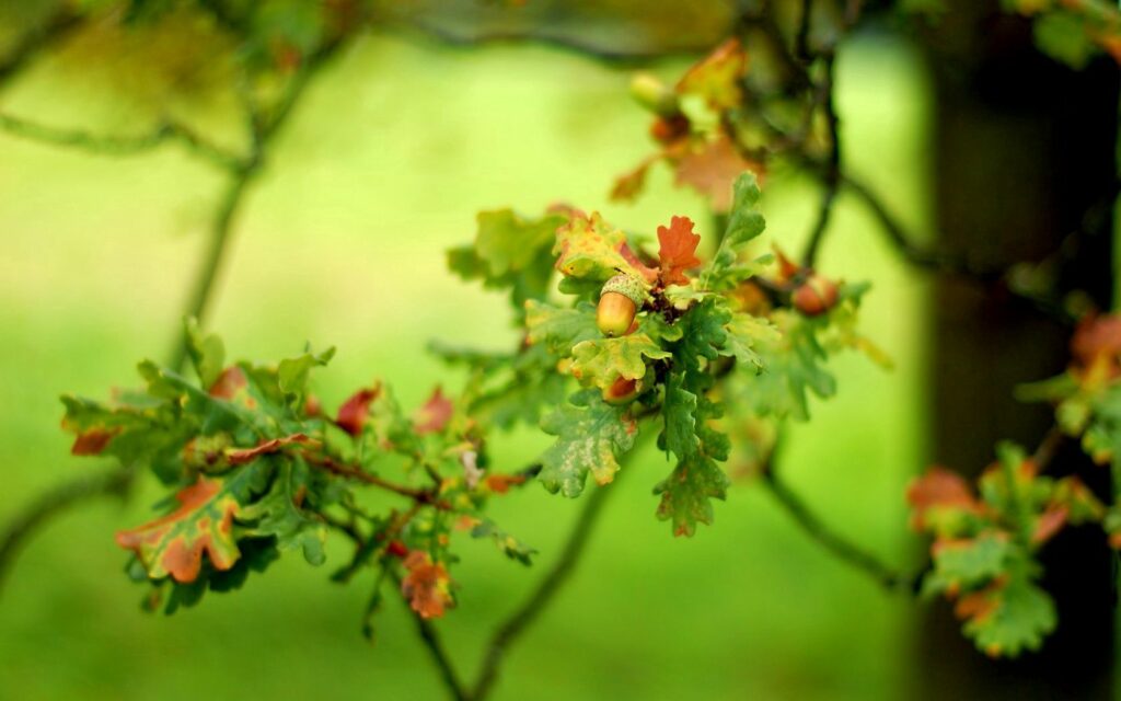 Vibrant Green Leaves & Acorns Wallpaper: Lush Background Design