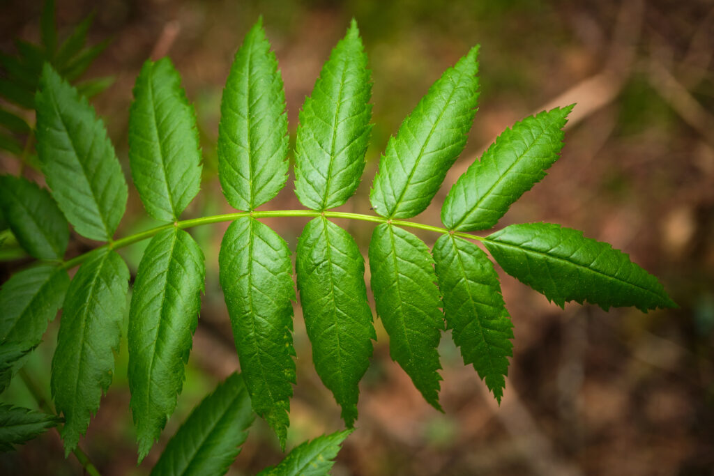 Close-Up of Vibrant Green Leaves: Intricate Detail Wallpaper