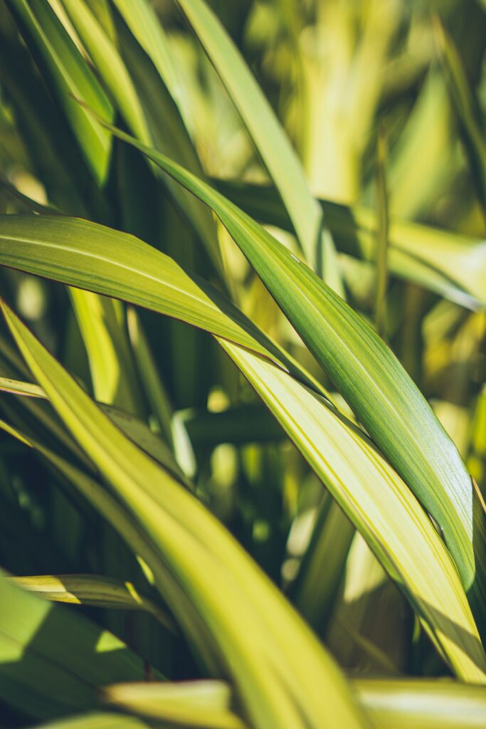 Vibrant Green Leaves Close-Up: Intricate Macro Wallpaper Background