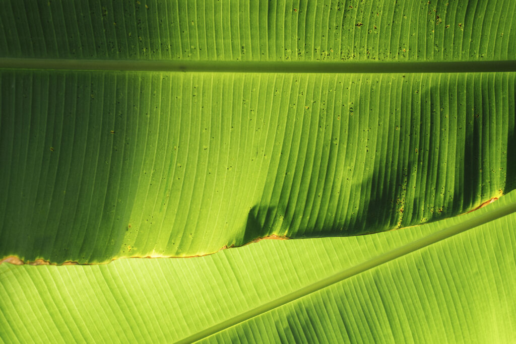 Vibrant Green Leaves Close-Up: Serene Textures for Wallpaper Background