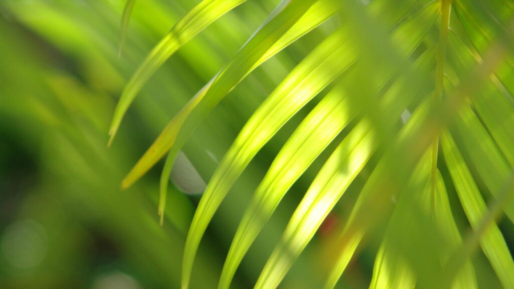 Close-up of vibrant green leaves and branches in soft natural light for calming wallpaper background