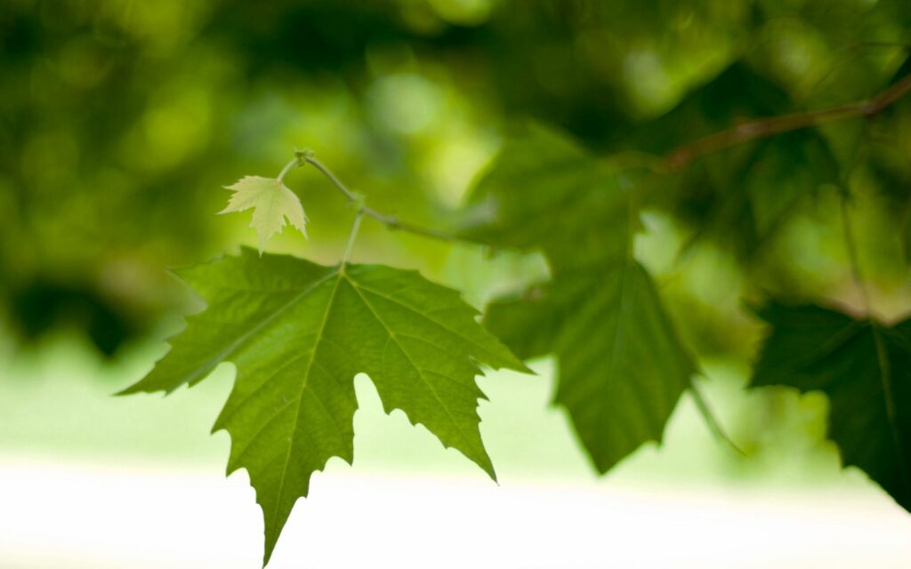 Fresh Spring Green Leaves Close-Up - Vibrant Wallpaper Background