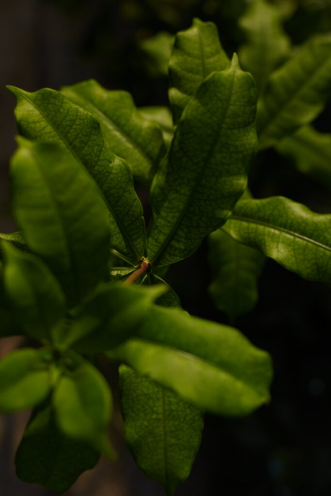 Vibrant Green Leaves Macro Shot - Intricate Natural Textures Wallpaper