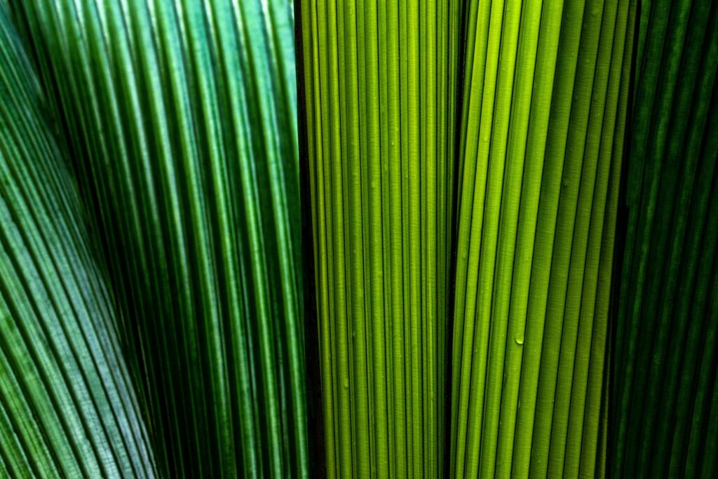 Macro Shot of Vibrant Green Leaves with Intricate Stripes - Wallpaper
