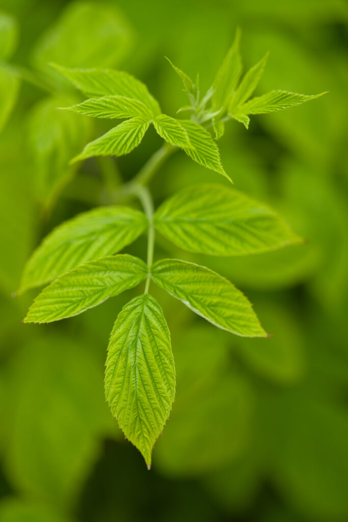 Macro Shot of Intricate Green Leaves - Stunning Wallpaper Background