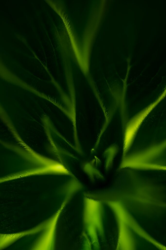 Stunning Macro Shot of Intricate Green Leaves - Natural Wallpaper