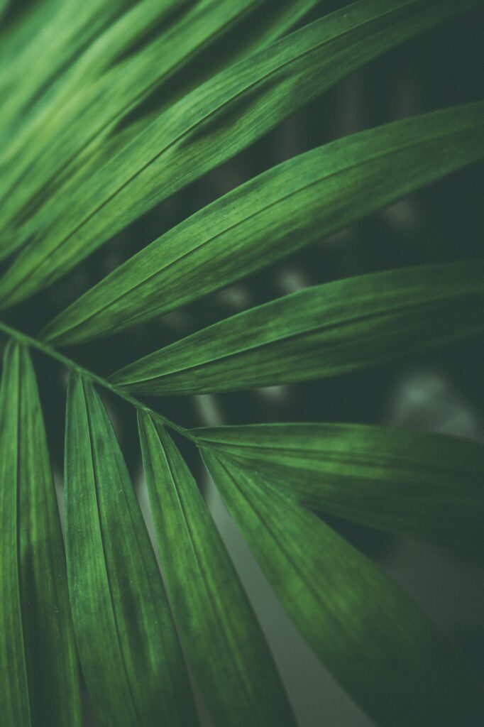 Intricate Green Leaves Macro Shot - Nature Wallpaper Background