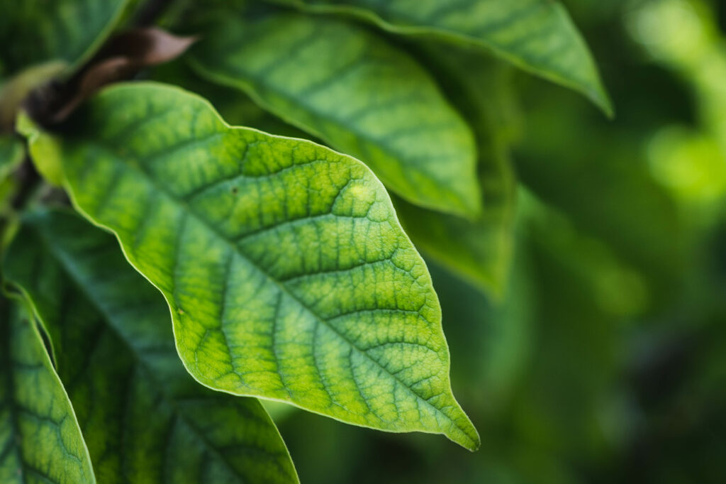 Vibrant Green Leaves Macro: Textured Close-Up Wallpaper Background