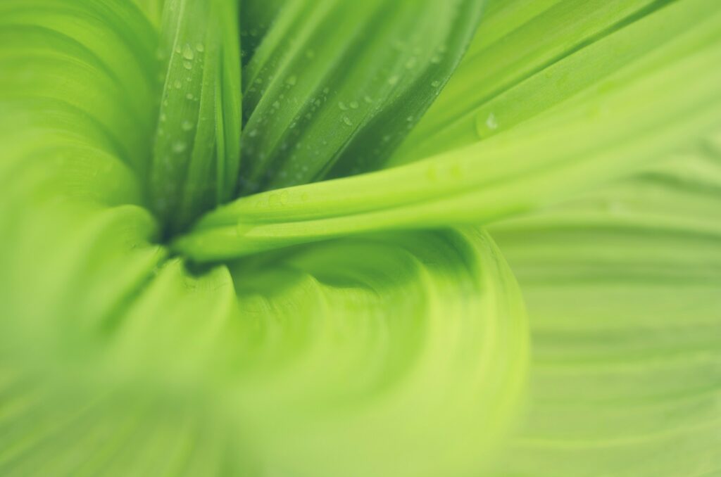 Vibrant Green Leaves with Water Droplets: Nature's Macro Wallpaper