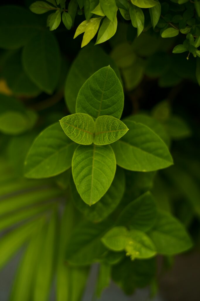 Stunning Green Leaves Macro: Textures & Patterns for Wallpaper Background
