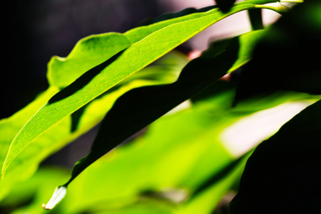 Macro Green Leaves Wallpaper: Vibrant Close-Up with Soft Lighting