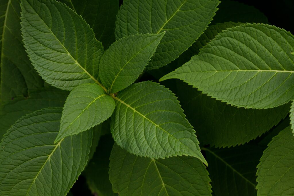 Vibrant Green Leaves Macro Wallpaper: Nature's Intricate Beauty