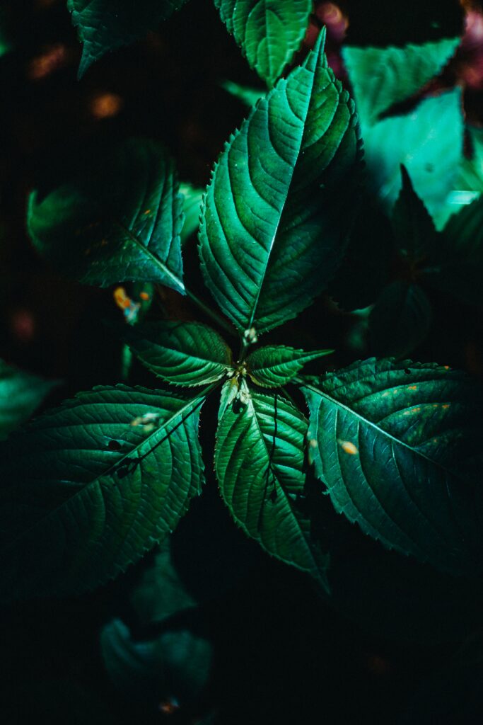 Vibrant Green Leaves Macro: Detailed Veins on Dark Background Wallpaper